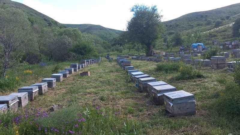 2023/09/09/trabzonda-kestane-agaclari-tehlikede-ureticileri-endiseli-3.jpg
