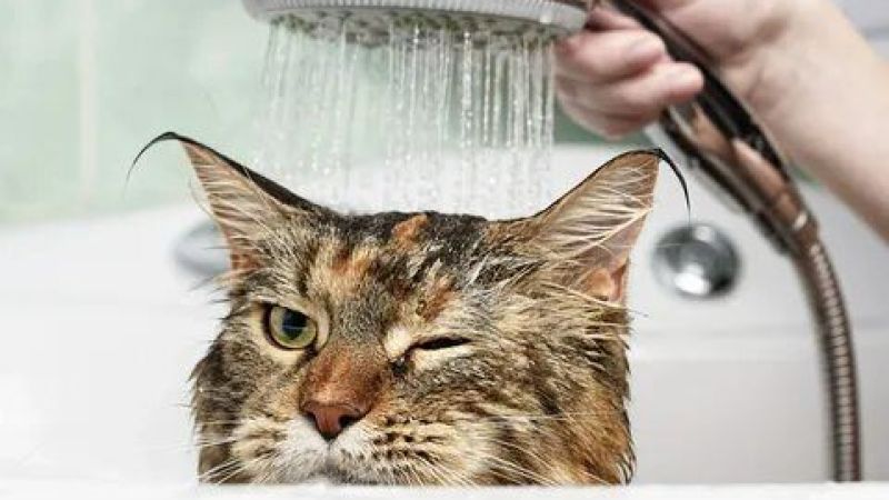 2025/03/03/ruyada-kedi-gormek-gizem-ve-bagimsizligin-ifadeleri-1740991718.jpg