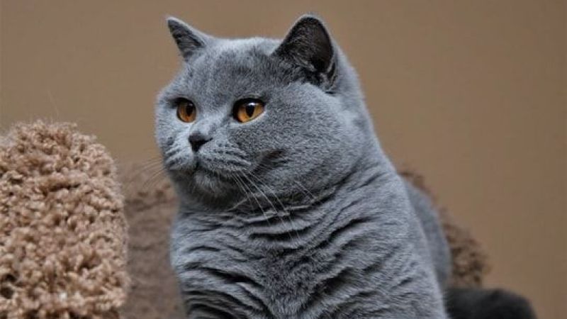 2025/03/03/ruyada-kedi-gormek-gizem-ve-bagimsizligin-ifadeleri-1744016918.jpg