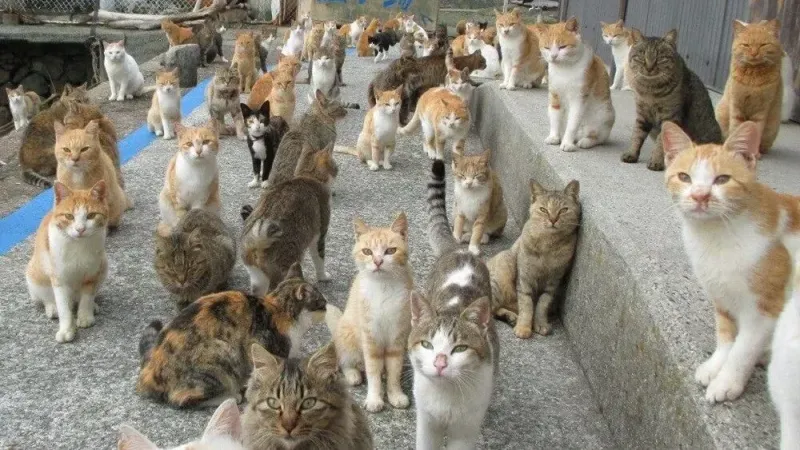 2025/03/03/ruyada-kedi-gormek-gizem-ve-bagimsizligin-ifadeleri-1744910349.webp