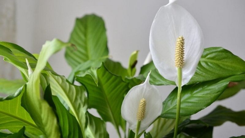 Barış çiçeği bakımı nasıl yapılır?