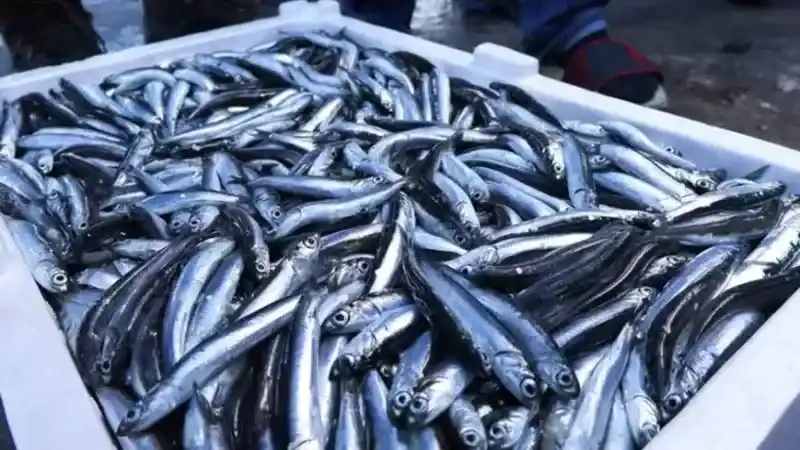 Trabzon'da en çok hangi balıklar tüketilir!