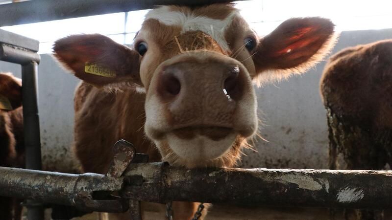 Trabzon’da şap alarmı: Düzköy’de hayvan alım-satımı durduruldu!