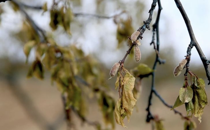  Zirai don nedir? Çiftçilerin zirai don zararı karşılanacak mı? Trabzon’da zirai don zararı ne kadar?