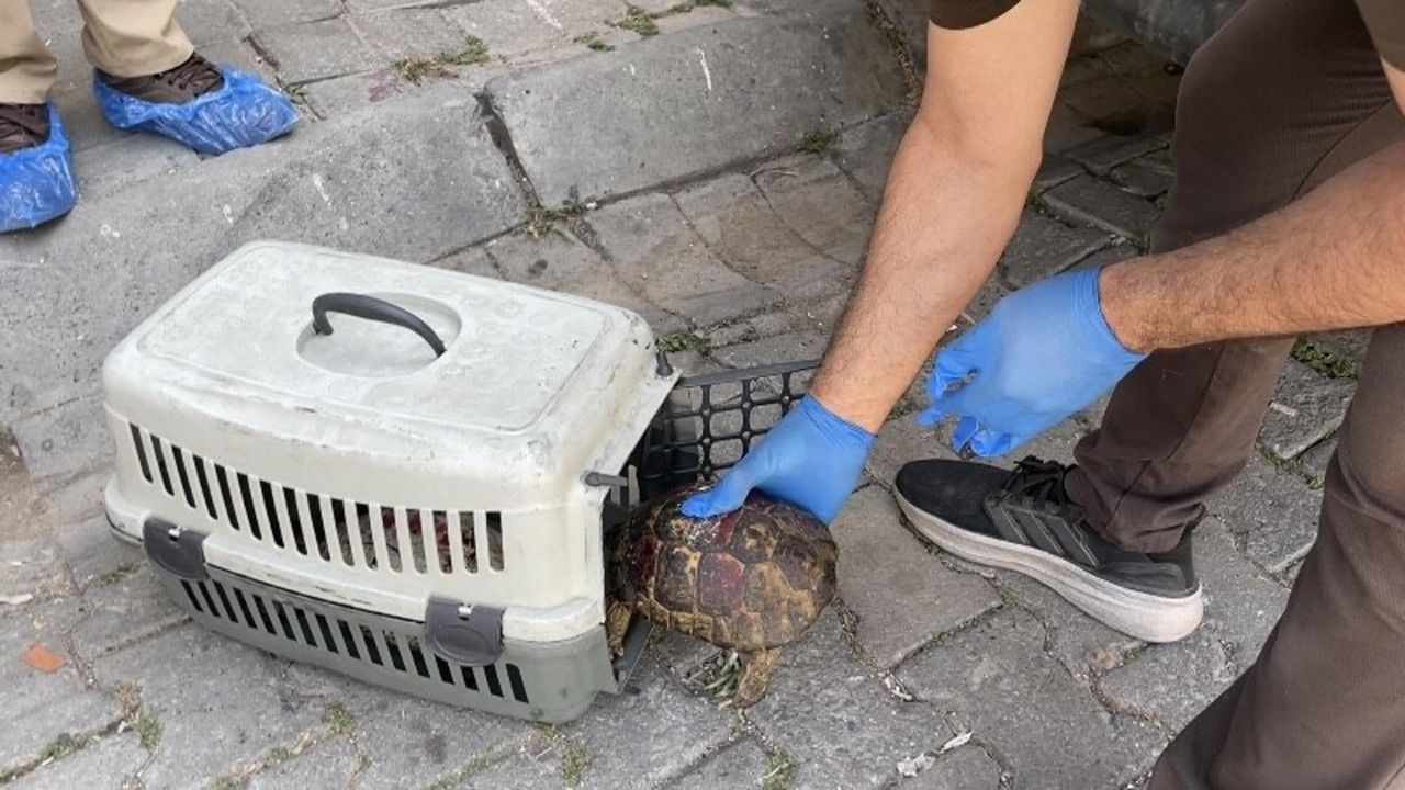 Aydın’da bir evden 4 kamyon çöp ile 12 kedi ve 3 kaplumbağa çıktı