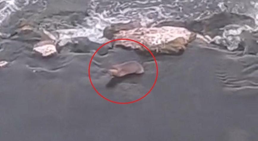 Diyarbakır’da, yavru su samuru görüntülendi