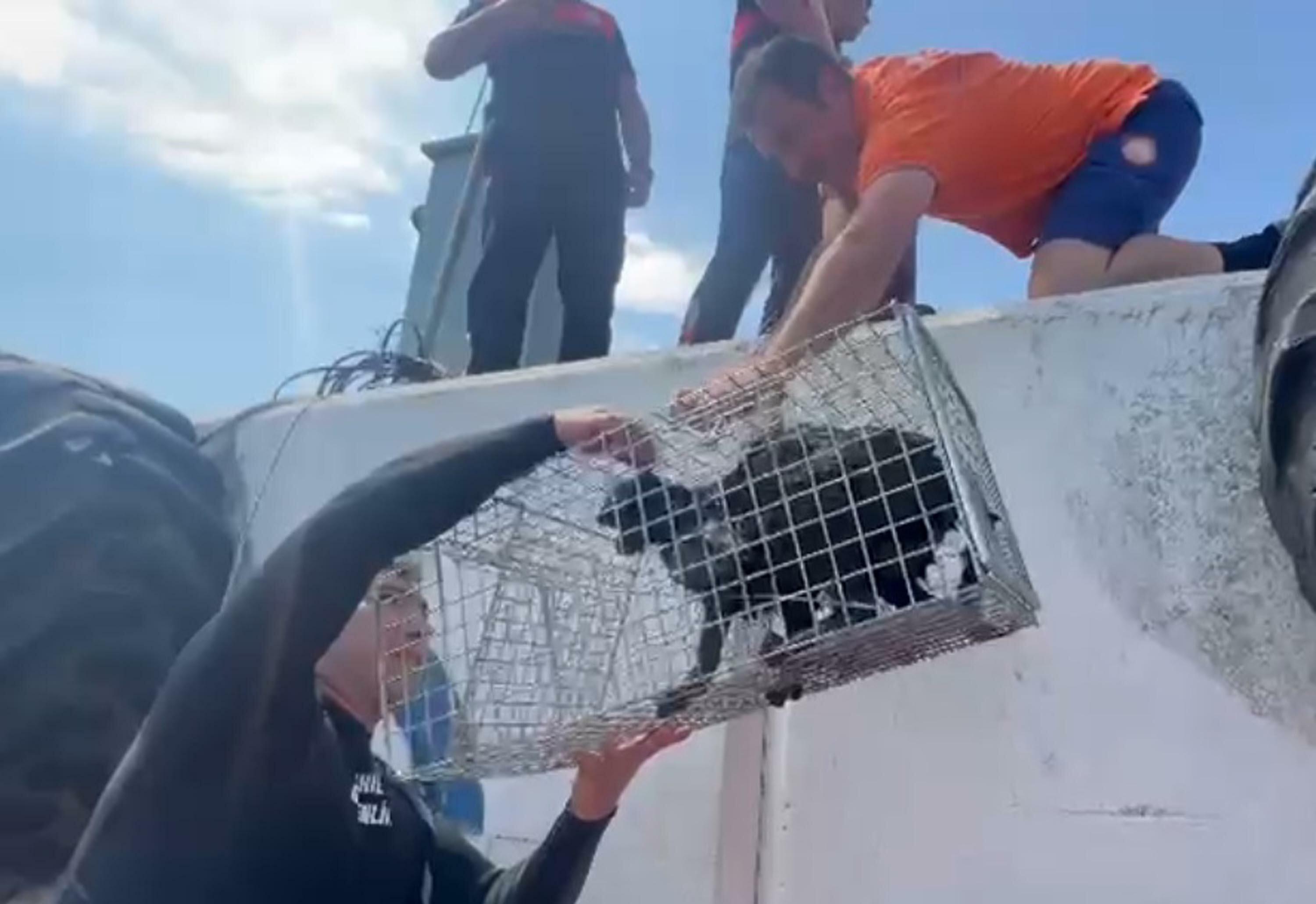 Çanakkale – Mendirek ayağında mahsur kalan kedi kurtarıldı